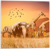PVC Schuimplaat- De Dieren van het Afrikaanse Landschap - 50x50 cm Foto op PVC Schuimplaat