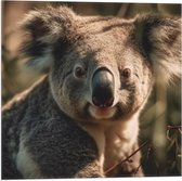 Vlag - Aankijkende Koala in het Bos - 50x50 cm Foto op Polyester Vlag