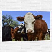 Muursticker - Bruin met Witte Koe tussen Koeien in de Wei - 120x80 cm Foto op Muursticker