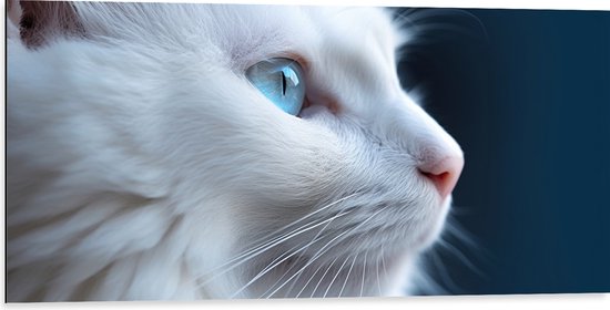Dibond - Close-up van Opzijkijkende Witte Kat met Felblauwe Ogen - 100x50 cm Foto op Aluminium (Wanddecoratie van metaal)