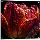 Tuinposter – Druppels op Gedroogde Tulp tegen Zwarte Achtergrond - 80x80 cm Foto op Tuinposter (wanddecoratie voor buiten en binnen)
