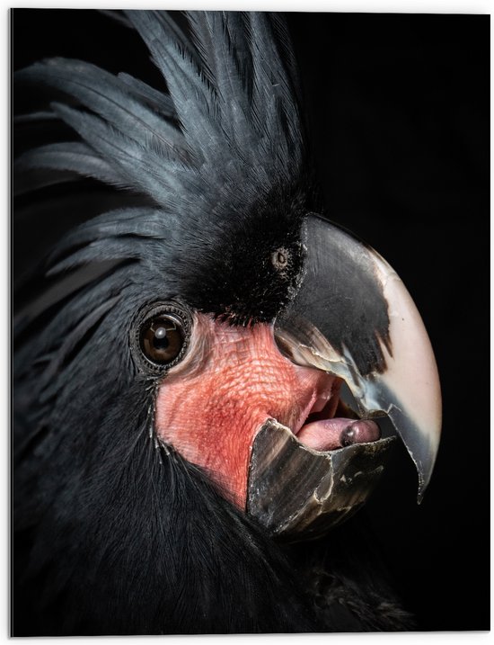 Dibond - Zwartkleurige Kaketoe Vogel tegen Zwarte Achtergrond - 60x80 cm Foto op Aluminium (Wanddecoratie van metaal)