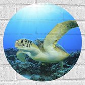 Muursticker Cirkel - Zwemmende Zeeschildpad bij Koraal op Zeebodem van Heldere Oceaan - 40x40 cm Foto op Muursticker
