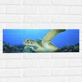 Muursticker - Zwemmende Zeeschildpad bij Koraal op Zeebodem van Heldere Oceaan - 60x20 cm Foto op Muursticker