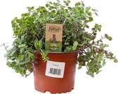 Callisia Repens - Schildpadplant - Vitamineplant - 20cm hoog - 22cm breed - 1st