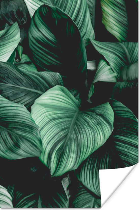 Poster Jungle - Feuilles - Tropical - Plantes - Nature - 60x90 cm - Décorations de Noël - Décoration de Noël pour intérieur - Noël