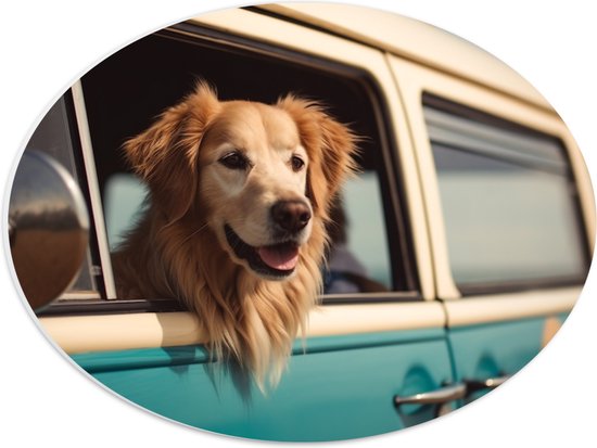 PVC Schuimplaat Ovaal - Golden Retriever Hond uit Raam van Blauw Busje - 40x30 cm Foto op Ovaal (Met Ophangsysteem)