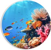 PVC Schuimplaat Muurcirkel - Felkleurige Koraal Omringd door Tropische Vissen op Zeebodem - 20x20 cm Foto op Muurcirkel (met ophangsysteem)