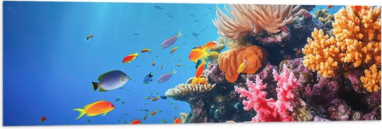 Vlag - Felkleurige Koraal Omringd door Tropische Vissen op Zeebodem - 120x40 cm Foto op Polyester Vlag