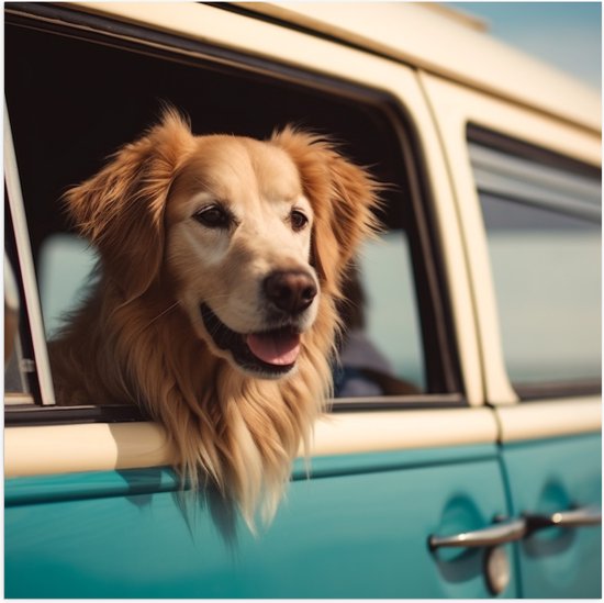Poster (Mat) - Golden Retriever Hond uit Raam van Blauw Busje - 50x50 cm Foto op Posterpapier met een Matte look