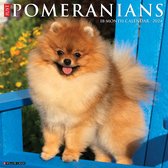Just Pomeranians 2024 12 X 12 Wall Calendar