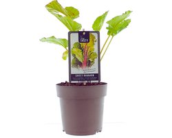 Rabarber - Rheum Red Champagne - zelfbestuivend - fruitstruik - plant - groente - 1 plant
