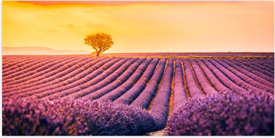 Poster (Mat) - Kleine Boom in Mega Lavendelveld tijdens Zonsondergang - 100x50 cm Foto op Posterpapier met een Matte look