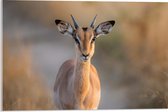 Acrylglas - Vooraanzicht van Antilope op Bospad - 60x40 cm Foto op Acrylglas (Wanddecoratie op Acrylaat)