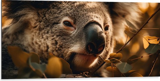Dibond - Close-up van Koala Kop tussen de Planten - 100x50 cm Foto op Aluminium (Wanddecoratie van metaal)