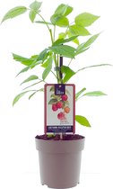Frambozenstruik Aroma Queen - kleinfruit - fruitstruik - plant - eigen fruit kweken - ca. 50cm hoog