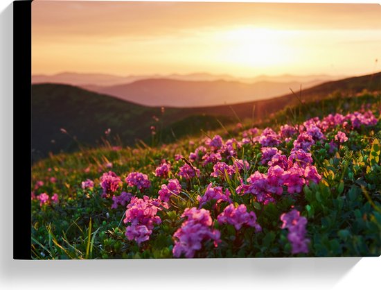 Canvas - Roze Bloemenveld boven aan de Berg bij Zonsondergang - 40x30 cm Foto op Canvas Schilderij (Wanddecoratie op Canvas)