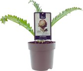 Artisjok - Cynara scolymus Purple of Romagna - Artisjokplant - zelf Artisjok kweken - 1 plant
