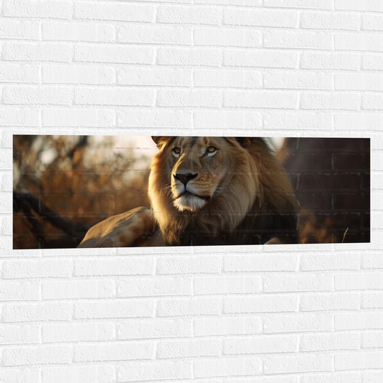 Muursticker - Liggende Tevreden Leeuw met Prachtige Manen - 120x40 cm Foto op Muursticker