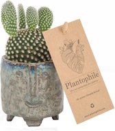 Cactus en pot vert avec face - Plantophile