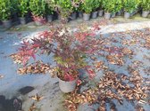 1 stuk(s) | Acer palmatum 'Atropurpureum' C10 80-100 cm