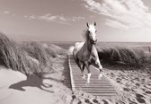 Fotobehang - Vlies Behang - Paard op het Strandpad langs de Duinen op het Strand - 208 x 146 cm