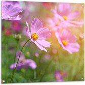 Tuinposter – Boemenveld met Paarse Cosmea Bloemen - 100x100 cm Foto op Tuinposter (wanddecoratie voor buiten en binnen)