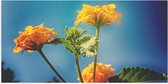 Poster Glanzend – Oranje en Gele Wisselbloemen voor Heldere Lucht Achtergrond - 100x50 cm Foto op Posterpapier met Glanzende Afwerking