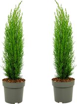 Plant in a Box - Cupressus sempervirens - Set van 2 Toscaanse Cipres 'Totem' - Zuilvormige conifeer - Pot 19cm - Hoogte 70-80cm