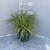 1 stuk(s) | Carex oshimensis 'Evergold' C2 cm