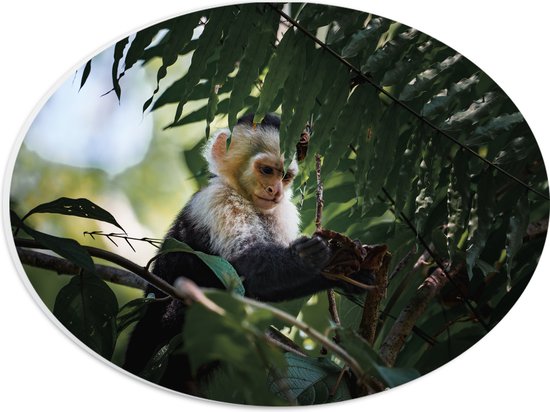PVC Schuimplaat Ovaal - Zwart witte kleine aap zit in boom - 28x21 cm Foto op Ovaal (Met Ophangsysteem)