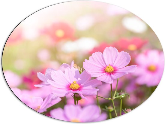 Dibond Ovaal - Cosmea Bloemen in een Veld bij Fel Daglicht - 80x60 cm Foto op Ovaal (Met Ophangsysteem)