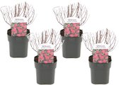 Plant in a Box - Spiraea japonica 'Anthony Waterer' - Set van 4 - Pot 17cm - Hoogte 25-40cm - Winterhard - Tuinplanten