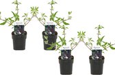 Plant in a Box - Buddleja davidii 'Black Knight' - Set van 4 - pot 17cm - Hoogte 30-40cm - zomerlila - vlinderstruik