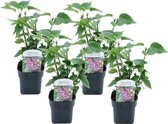 Plant in a Box - Syringa vulgaris 'Michel Buchner' - Set van 4 - Sierheester voor in de tuin - Bijzonder hartvormig blad - Pot 17cm - Hoogte 25-40cm