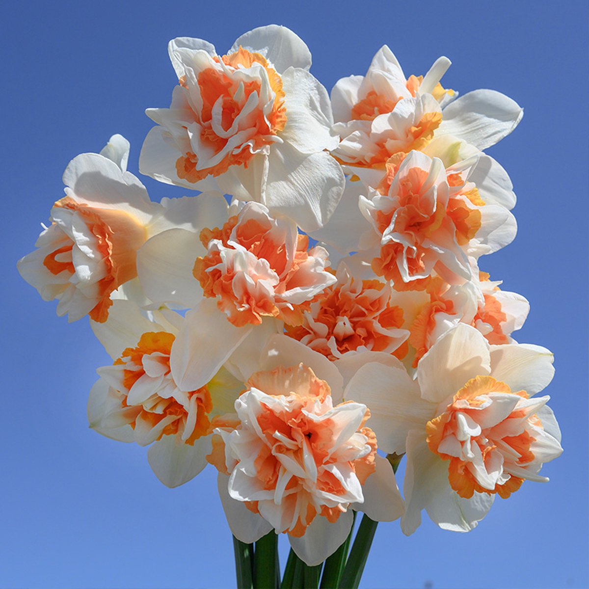 Narcis Extravaganza | 10 stuks | Dubbel | Wit | Narcissenbollen