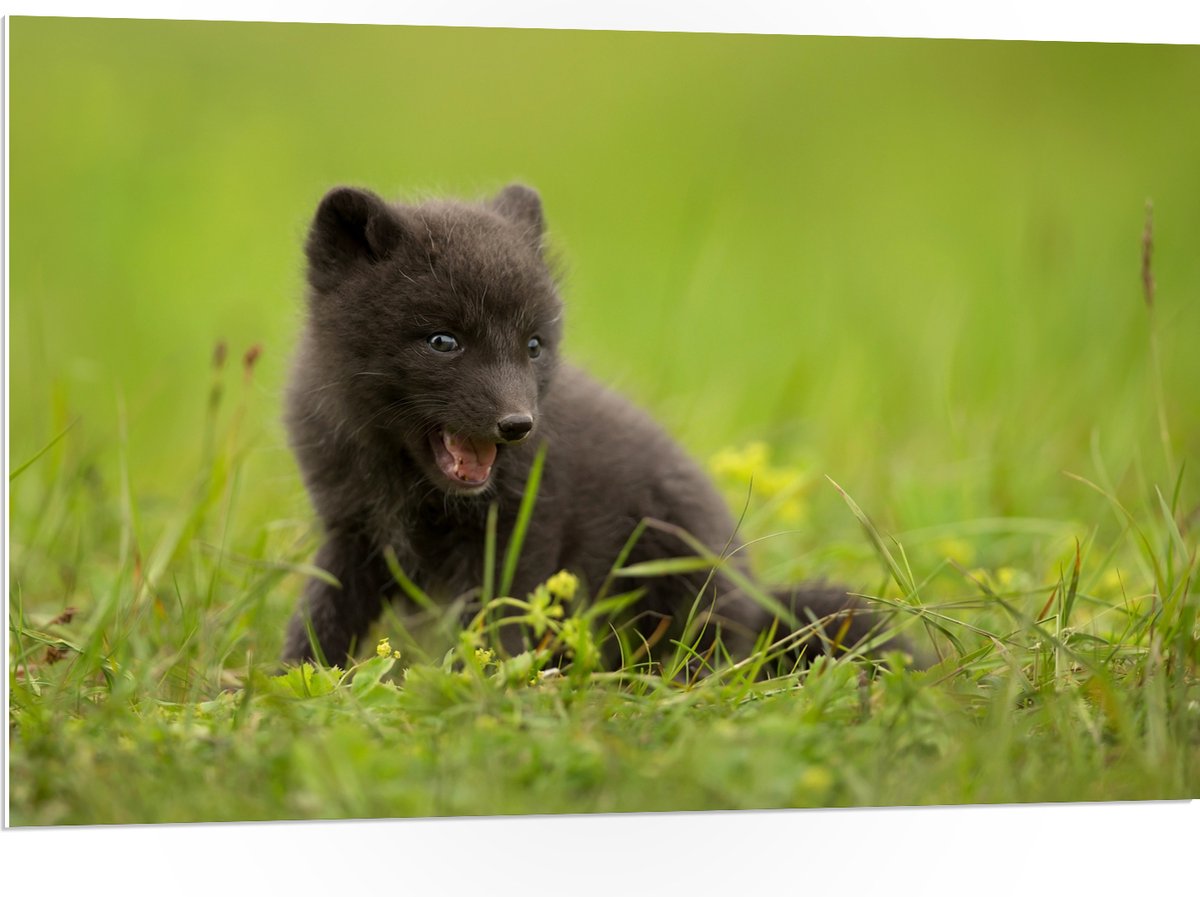 PVC Schuimplaat - Zwarte Baby Vos in het Gras - 105x70 cm Foto op PVC Schuimplaat (Met Ophangsysteem)