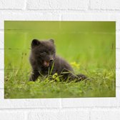 Muursticker - Zwarte Baby Vos in het Gras - 40x30 cm Foto op Muursticker