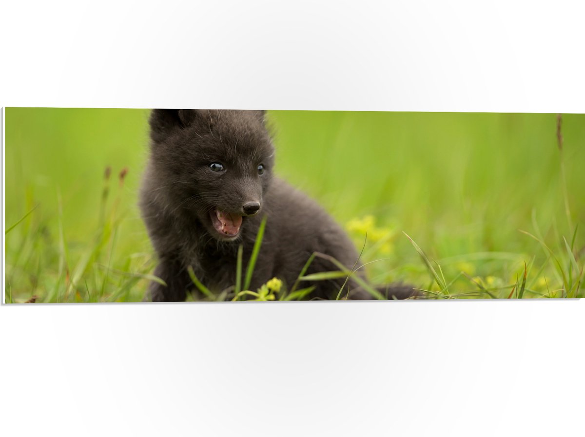 PVC Schuimplaat - Zwarte Baby Vos in het Gras - 90x30 cm Foto op PVC Schuimplaat (Met Ophangsysteem)