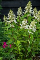 Hydrangea paniculata 'Unique' C3 40-60 cm