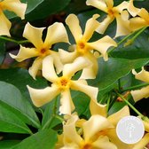 Trachelospermum 'Star of Toscana' – Gele Toscaanse Jasmijn – Klimplant - ⌀15 cm - 60-70 cm