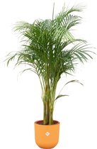 Green Bubble - Dypsis Lutescens (Areca palm) inclusief elho Jazz Round amber yellow Ø26 - 140cm