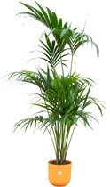 Green Bubble - Kentia palm inclusief elho Jazz Round amber yellow Ø26 - 180 cm