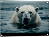 Tuinposter – Witte IJsbeer Zwemmend in het Water - 80x60 cm Foto op Tuinposter (wanddecoratie voor buiten en binnen)