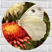 Muursticker Cirkel - Bloem - Vlinder - Dier - Kleuren - 50x50 cm Foto op Muursticker
