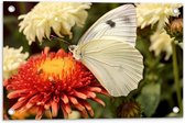 Tuinposter – Bloem - Vlinder - Dier - Kleuren - 60x40 cm Foto op Tuinposter (wanddecoratie voor buiten en binnen)