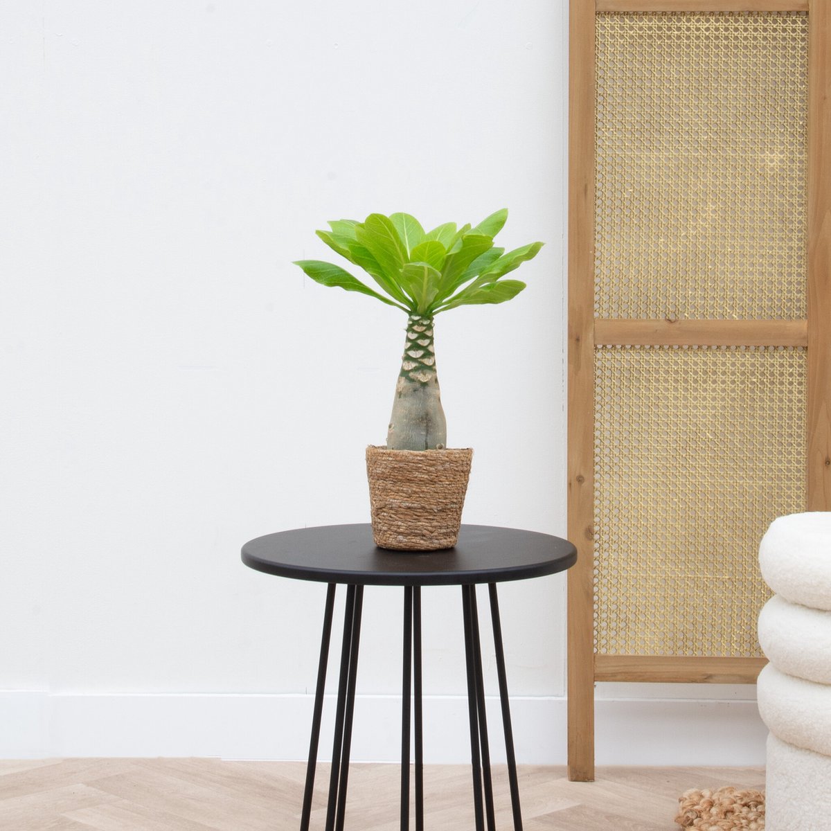 Brighamia insignis 'Hawaii Palm' - 40cm inclusief mand Scott