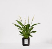 Spathiphyllum kamerplant in sierpot Very Potter 'Potverdorie goed gedaan' - Zwart - Luchtzuiverende Lepelplant - 35-50cm - Ø13 - Met keramieken bloempot - vers uit de kwekerij - uniek cadeau