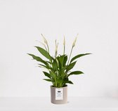 Spathiphyllum kamerplant in sierpot Very Potter 'Potverdorie goed gedaan' - Beige - Luchtzuiverende Lepelplant - 35-50cm - Ø13 - Met keramieken bloempot - vers uit de kwekerij - uniek cadeau