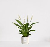 Spathiphyllum kamerplant in sierpot Very Potter 'Potverdorie beterschap' - Creme - Luchtzuiverende Lepelplant - 35-50cm - Ø13 - Met keramieken bloempot - vers uit de kwekerij - uniek cadeau